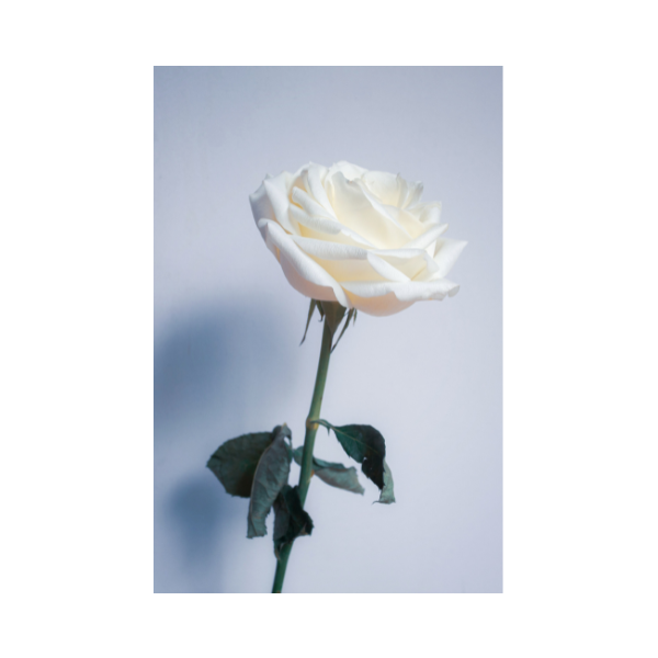 Fresh Rose Body Butter